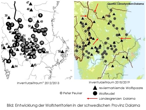 Entwicklung Wolfsbestand in Dalarna