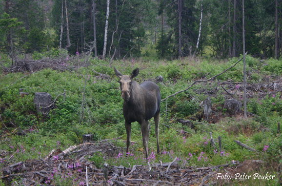 Elch_Schweden_Dalarna