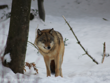 Wolf im Schnee